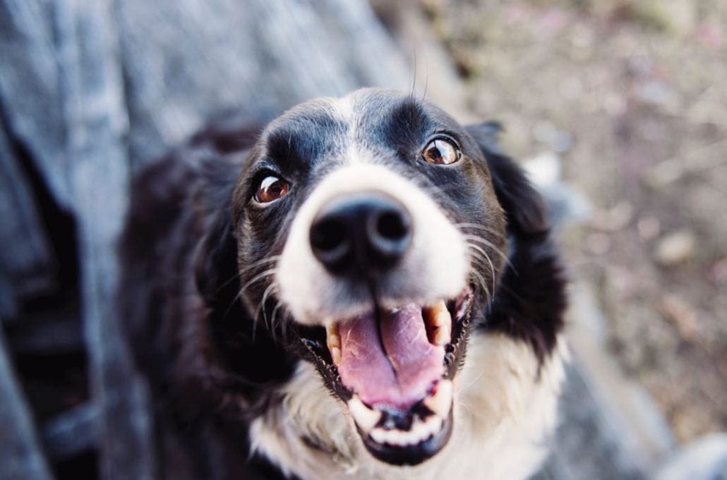 If you have a pet read this